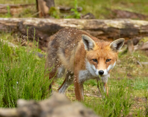 Fox in the forest during daylight
