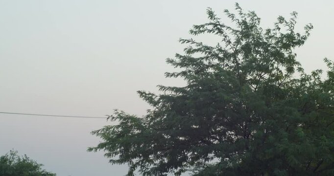 Top of tree in dusk sky in Riffa