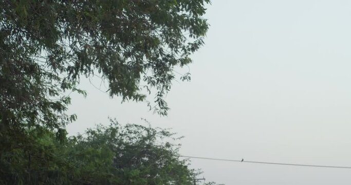 View of treetops in dusk sky in Riffa