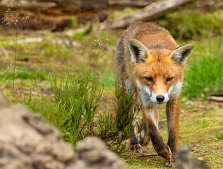 Fox in the forest during daylight