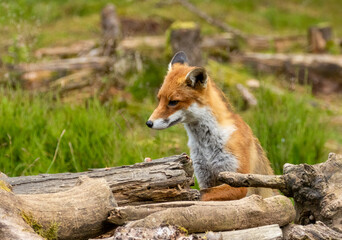 Fox in the forest during daylight