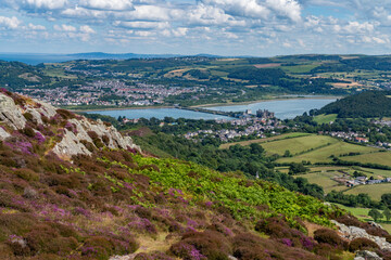 Heather in full bloom on Conwy Mountain North Wales