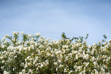 Dense oleander bush with white flowers set against a clear blue sky. The lush greenery and vibrant...
