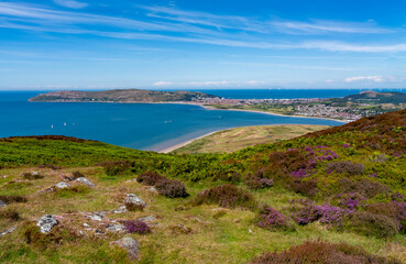 Heather in full bloom on Conwy Mountain North Wales