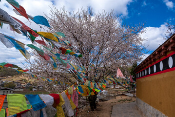 Cherry blossom, prayer flags and old Buddhist temple grounds in Shangri-la (Zhongdian), Yunnan,...