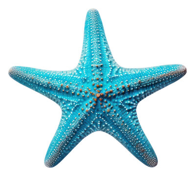 PNG Blue starfish white background invertebrate echinoderm.