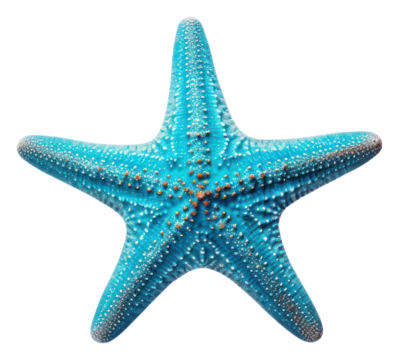 PNG Blue starfish white background invertebrate echinoderm.