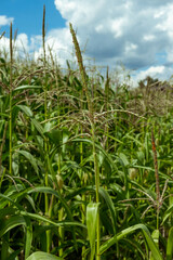 Growing young corn and corn seedlings grown on farmland in rural areas. sunny day. Wind movement on a green corn field. Food agriculture