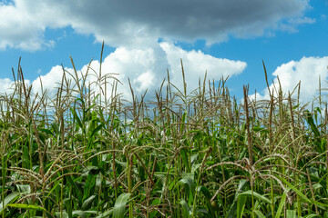 Growing young corn and corn seedlings grown on farmland in rural areas. sunny day. Wind movement on a green corn field. Food agriculture
