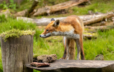 Fox in the forest during daylight