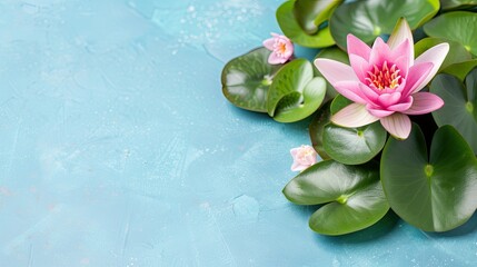 Three pink water lilies bloom on large, green lily pads in a calm pond © lililia