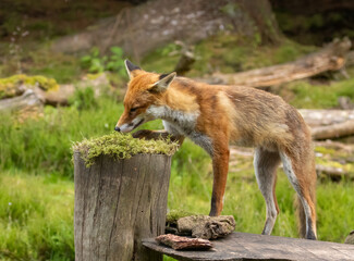 Fox in the forest during daylight