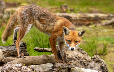 Fox in the forest during daylight
