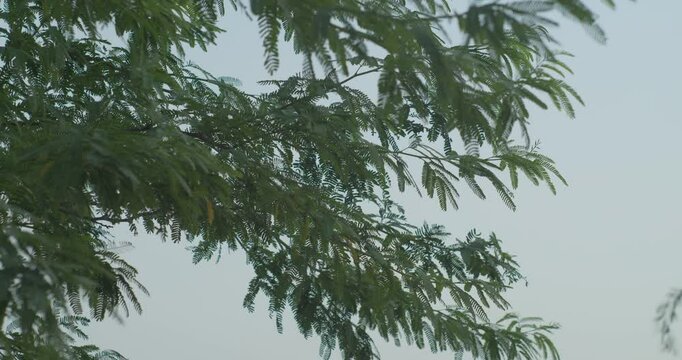 Branches of tree in dusk sky in Riffa