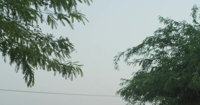 Branches of trees in dusk sky in Riffa