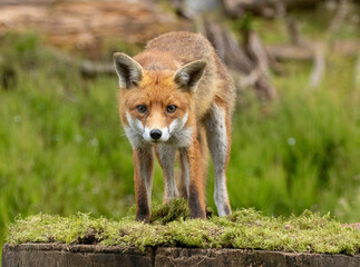 Fox in the forest during daylight