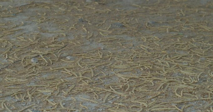 Dry seeds of trees on barren ground of desert in Riffa