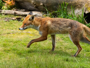 Fox in the forest during daylight
