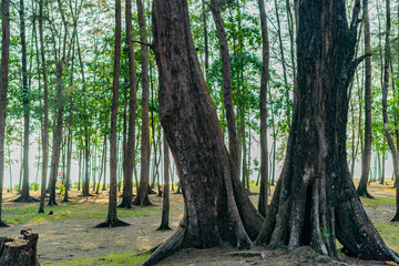 Pine trees that grow by the sea in the national park