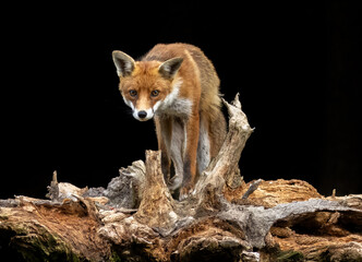Close up of a fox eating with black background