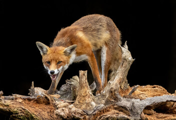 Close up of a fox eating with black background