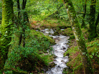 Fototapeta premium stream, Ucieda oak forest, Saja-Besaya natural park, Cantabria, Spain