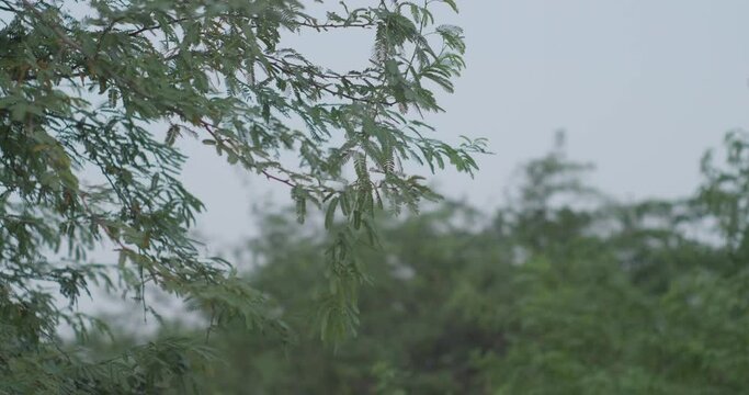 Branches of trees in dusk sky in Riffa