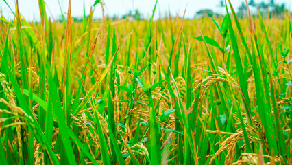 green wheat field