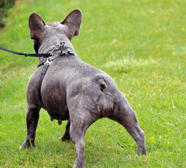 A dog is playing on the grass