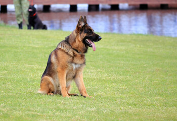 A dog is playing on the grass