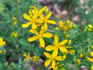 Hypericum perforatum, known as St John's wort, common or perforate St John's-wort. close up.