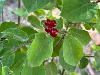 Poisonous fly agaric fruits Lonicera xylosteum .Close up.