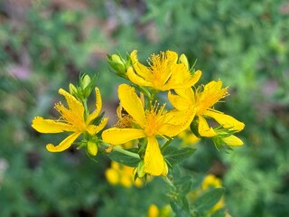 Hypericum perforatum, known as St John's wort, common or perforate St John's-wort. close up.