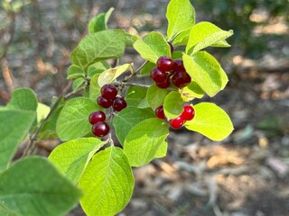 Poisonous fly agaric fruits Lonicera xylosteum .Close up.