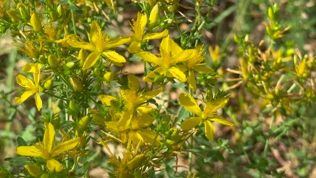 Hypericum perforatum, known as St John's wort, common or perforate St John's-wort. close up.
