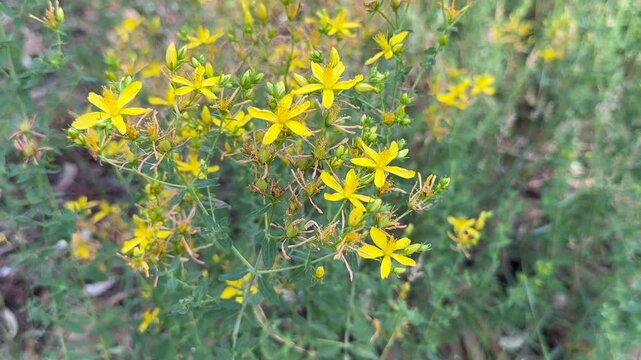 Hypericum perforatum, known as St John's wort, common or perforate St John's-wort. close up.