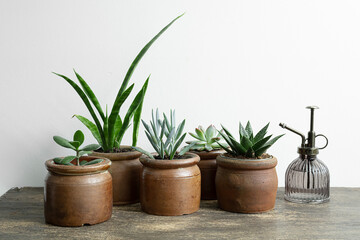 Obraz premium Succulent home plants: haworthia, echeveria, sansevieria on the wooden table, mini plants and home gardening concept