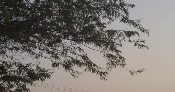 Silhouette of tree branch during dusk in Riffa