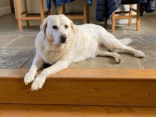 golden Labrador retriever 