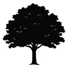 Oak tree with leaves isolated on white background. Vintage sketch vector illustration