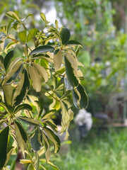 Background and nature. Background of green plants in the garden.