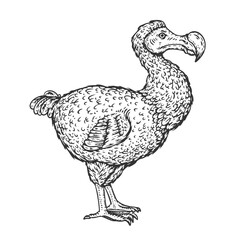 Dodo bird in monochrome hand drawn style. Sketch ancient bird for print. Engraved vector illustration. © vvvisual