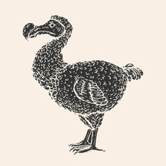 Dodo bird in monochrome hand drawn style. Sketch ancient bird for print. Engraved vector illustration. © vvvisual