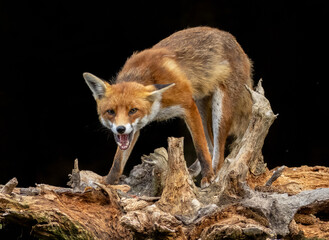 Close up of a fox eating with black background