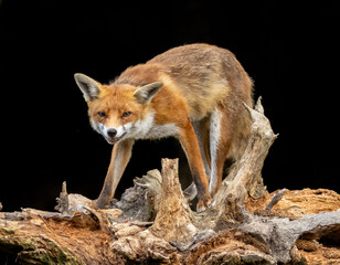 Fototapeta premium Close up of a fox eating with black background