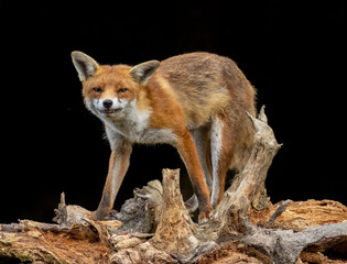 Close up of a fox eating with black background