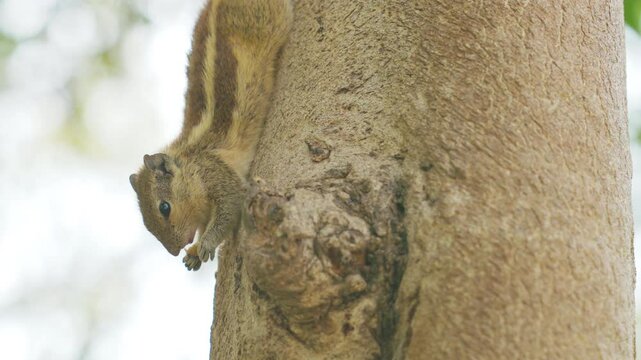 Indian palm squirrel feeding in tree. India. Indian palm squirrel or three-striped palm squirrel - Funambulus palmarum - is a species of rodent in the family Sciuridae found naturally in India south