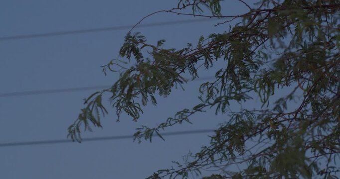 Branches of tree in dusk sky in Riffa
