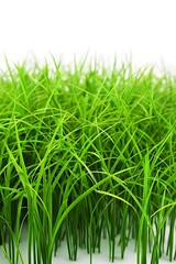 Fototapeta premium Close-up of vibrant, lush, green grass blades growing densely, with a bright, white background highlighting their freshness and vitality.
