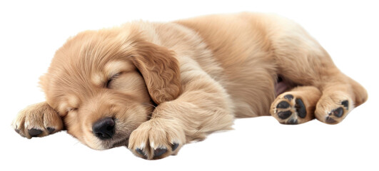 PNG Sleeping baby golden dog animal mammal puppy.